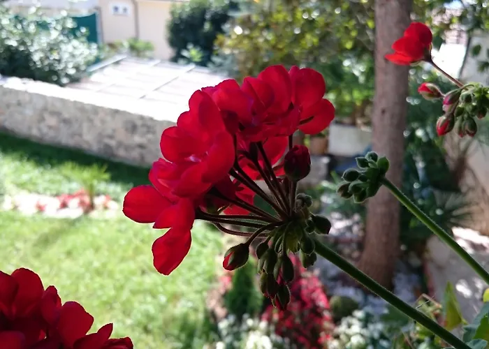 Villa Roses Apartments & Wellness